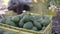 A woman farmer working in the hass avocado harvest season