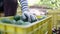 A woman farmer working in the hass avocado harvest season