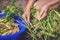 Woman farmer working in a soybean field harvests legumes and puts them in a blue bowl. Bean pods on a background of greenery in a