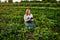 Woman farmer working in a strawberry field. Biologist inspector examines strawberry bushes