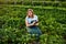 Woman farmer working in a strawberry field. Biologist inspector examines strawberry bushes