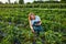 Woman farmer working in a strawberry field. Biologist inspector examines strawberry bushes
