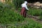 Woman farmer working in vegetable garden. Historical top view and copy space template stock photo.