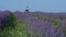 A woman farmer works in a field on a lavender farm. Harvest lavender for oil, bouquets, production of cosmetics and DIY