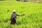 Woman farming holding spade at terraced rice field