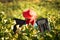 A woman farmworker holding crates to harvest grapes facing away from the camera