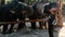 Woman feed the elephant in the tropics.