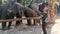 Woman feed the elephant in the tropics.