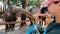 Woman feed the elephant in the tropics.