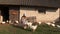 Woman feed poultry broiler chicken in farm stall outdoor