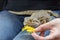 Woman is feeding the Agama lizard