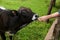 Woman feeding brown cow on green pasture