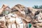 Woman feeding camel with carob pod