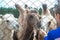 Woman feeding camels