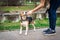 Woman feeding a cute female beagle dog in nature background.