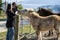 A woman feeding a donkey while man takes photo of the scene