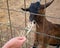 Woman feeding goat.