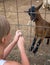 Woman feeding goat.