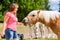 Woman feeding horse on farm