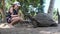Woman Feeding a Huge Aldabra Giant Tortoise on Prison Island, Zanzibar, Africa