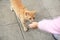 Woman feeding lonely stray cat on pavement, closeup. Homeless pet