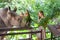 Woman feeding the rhino in the zoo