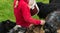 Woman feeding sheep on Norwegian farm near Bergen