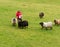 Woman feeding sheep on Norwegian farm near Bergen