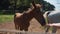 Woman is feeding small foal from palm on farmland