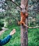 Woman feeding squirrel in forest