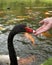 Woman feeding Swans