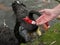 Woman feeding Swans
