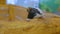 Woman feeding two guinea pigs in zoo