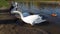 Woman feeding white swan