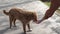 a woman feeds a large stray dog a piece of sausage on the boulevard.