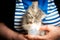 Woman feeds little gray kitten