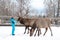 Woman feeds Maral A large Siberian deer with big horns in winter
