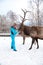 Woman feeds Maral A large Siberian deer with big horns in winter