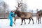 Woman feeds Maral A large Siberian deer with big horns in winter