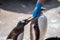 The woman feeds penguins.The gentoo penguin Pygoscelis papua is a penguin species in the genus Pygoscelis