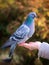 A woman feeds a pigeon. Dove sits on a hand