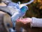 A woman feeds a pigeon. Dove sits on a hand