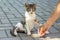 A woman feeds a wandering cat with cookies. A hand with cookies near a kitten_