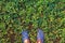 Woman feet on green grass top view digital illustration. Summer lawn walk. Sunny day outdoor poster.