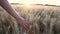 Woman female teenager girls hand feeling the top of a field of barley crop at sunset or sunrise