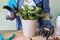 Woman fertilizes flowering saintpaulia in pot with mineral fertilizer in sticks at home