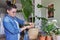 Woman fertilizes monstera plant in pot with mineral fertilizer in sticks at home