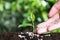 Woman fertilizing plant in soil against blurred background, closeup. Gardening time