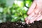 Woman fertilizing plant in soil against blurred background, closeup with space for text