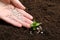 Woman fertilizing plant in soil, closeup. Gardening time